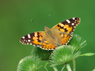 Painted Lady - 3