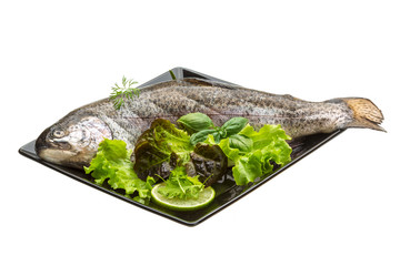 Fresh raw rainbow trout