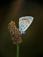 Common Blue butterfly - Polyommatus icarus