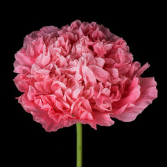 Fototapeta premium Pink poppy isolated