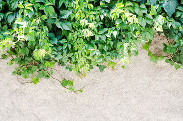 Green background with ivy plants covering yellow wall