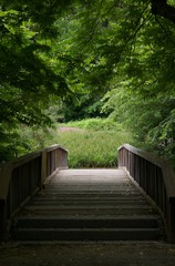 holzbrücke im wald