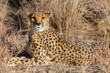 relaxed wild Cheetah watching the savannah in Namibia