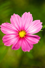 Fototapeta premium Gartenblume