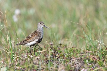 Alpenstrandläufer, Dunlin, Calidris alpina
