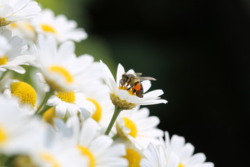 Margeriten © Benshot