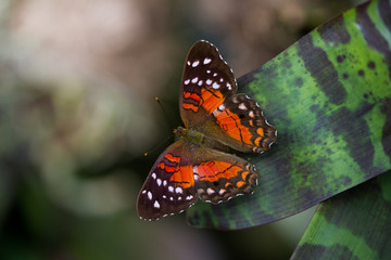 Fototapeta na wymiar beautiful butterfly