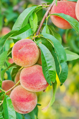 peach on tree