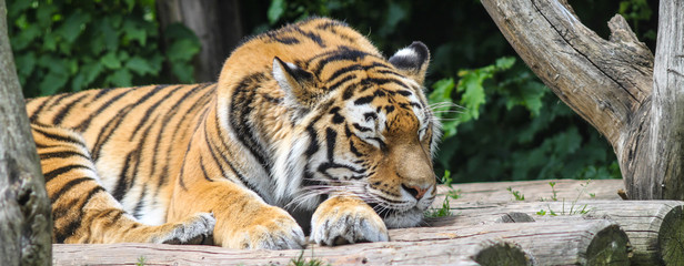 Sleeping Tiger © Michael Ransburg