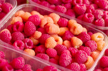 Red fresh raspberry background