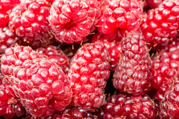 Fresh Tayberries on display at the market