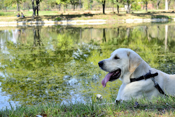 labrador