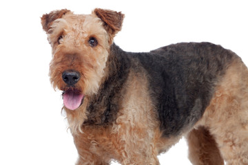 Nice airedale terrier breed dog