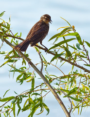 Fototapeta premium Red-Winged Blackbird