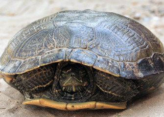 Red-Eared Slider Hiding