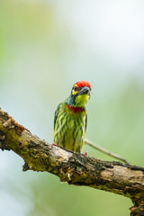 Coppersmith Barbet (Megalaima haemacephala) act on the tree