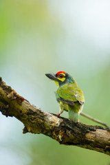 Coppersmith Barbet (Megalaima haemacephala) back