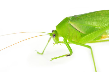 long horned grasshopper