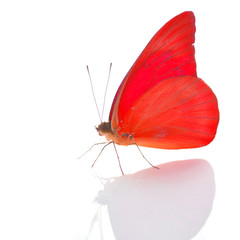 Obraz premium Red Butterfly