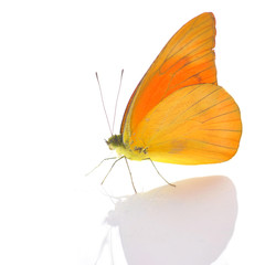 Orange Butterfly