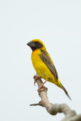 Male Baya Weaver (Ploceus philippinus) on the tree