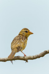 Female Baya Weaver (Ploceus philippinus) on the tree