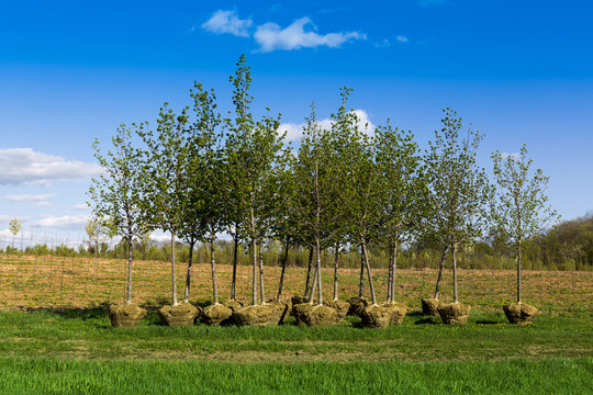planting trees