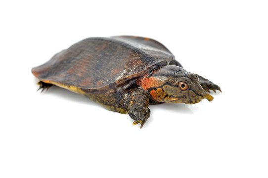 soft-shell turtles