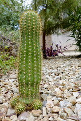 Trichocereus Grandiflorus cactus with offsprings