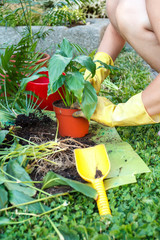 gardening with rubber yellow gloves