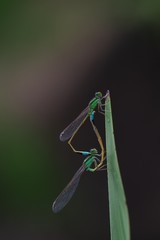 ヒヌマイトトンボ