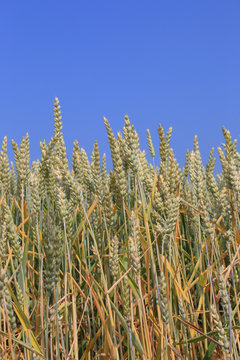 Weichweizen (Triticum aestivum)