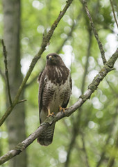 buzzard sitting on a branch of a tree