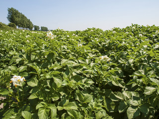 potato field in a flowering stage