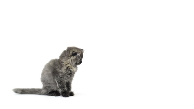 Highland fold kitten sitting and walking
