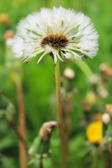 Dandelion fluff