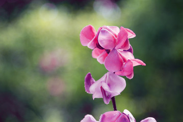 Fototapeta na wymiar Beautiful pink flowers of wild Bean plant