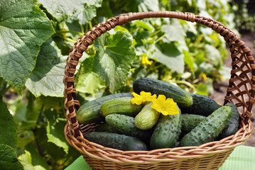 Harvest cucumbers in a basket on the green background