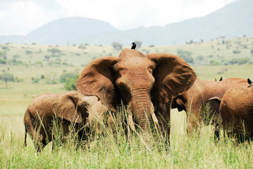 Herd of elephants, Kidepo Valley National Park (Uganda)