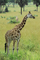 Rothschild giraffe, Murchison Falls National Park (Uganda)