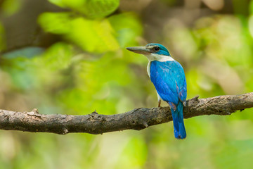 Collared Kingfisher (Todiramphus chloris) in the forest