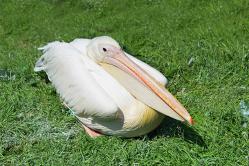 Pink pelican