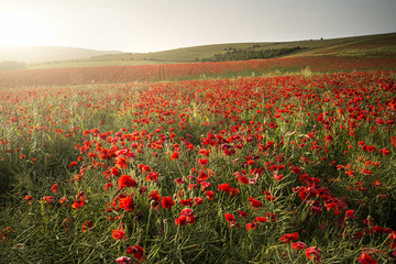 Stunning poppy field landscape under Summer sunset sky