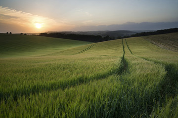 Zomerlandschapsbeeld van tarweveld bij zonsondergang met prachtige l
