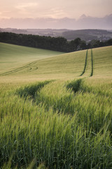 Summer landscape image of wheat field at sunset with beautiful l