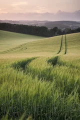 Selbstklebende Fototapete Sommer Summer landscape image of wheat field at sunset with beautiful l
