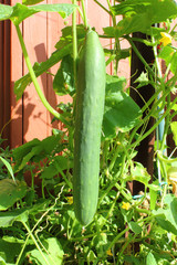 cucumber on plant