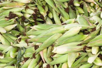 Fresh corn with husk