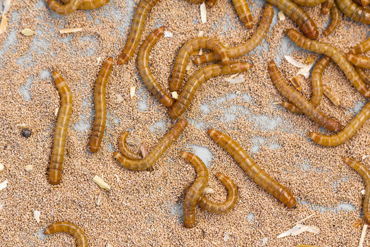 Mealworms