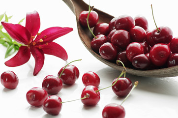 Frische rote  Kirschen Prunus Avium